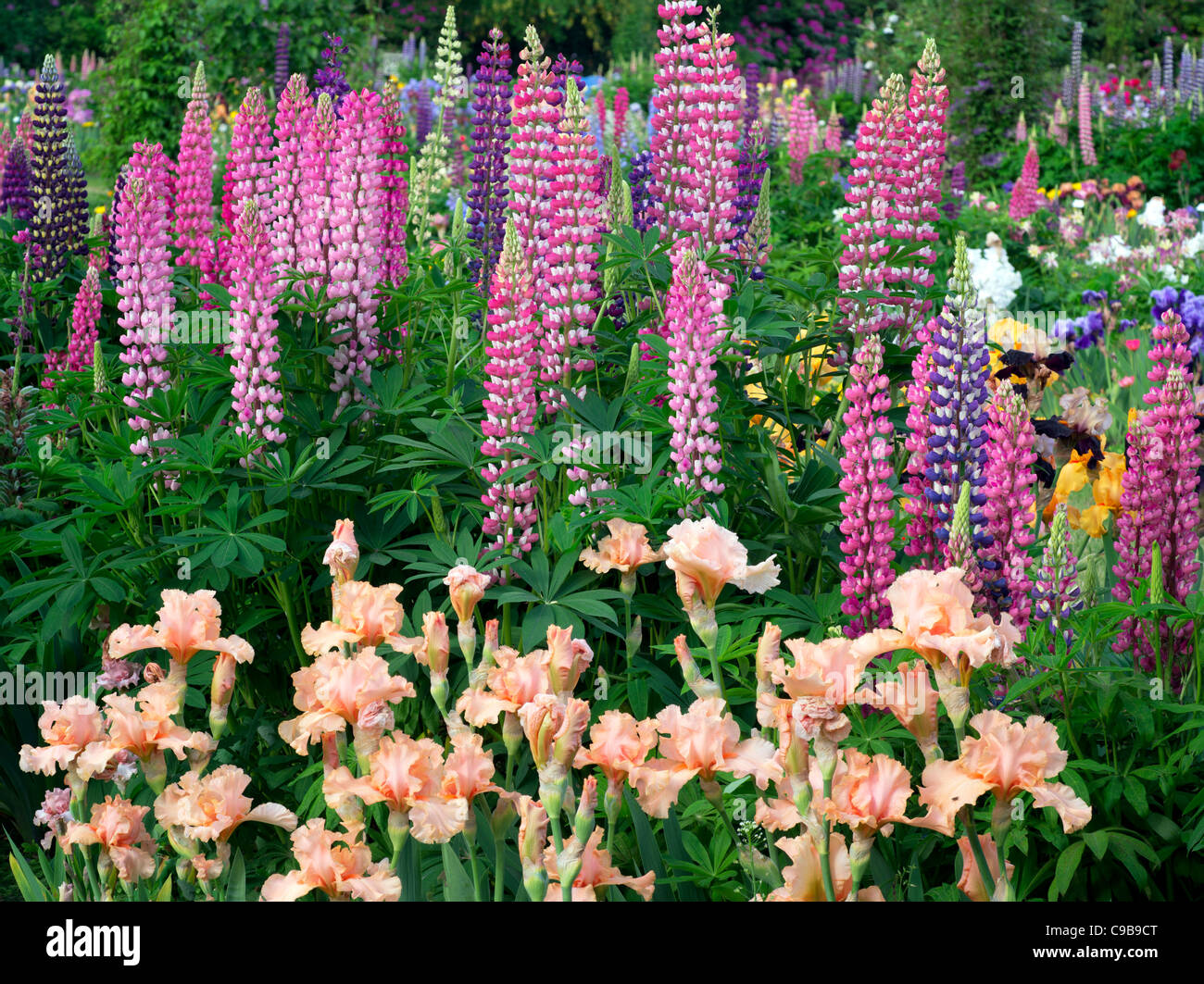 Lupins et à iris Schreiner's iris Gardens. Brooks, de l'Oregon Banque D'Images