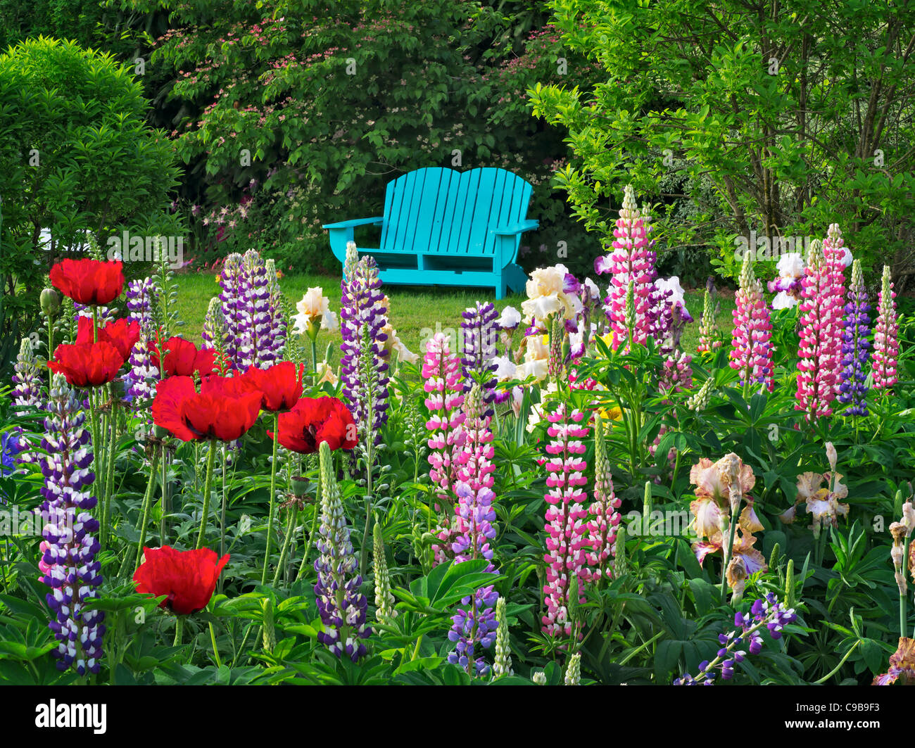 Présidence à Schreiner's iris Gardens. Brooks, de l'Oregon Banque D'Images