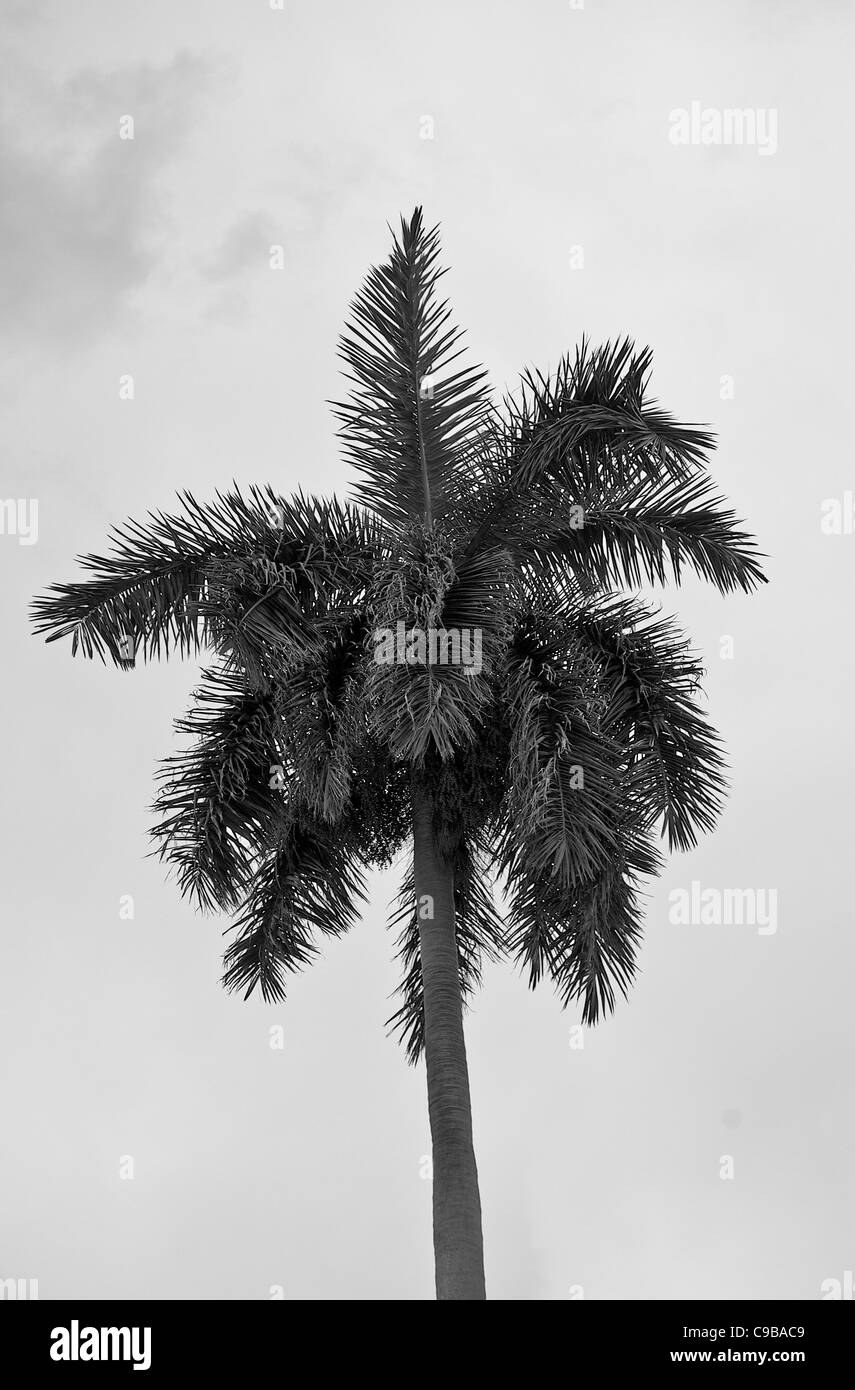 Palmier Dans Key West, Floride. Banque D'Images