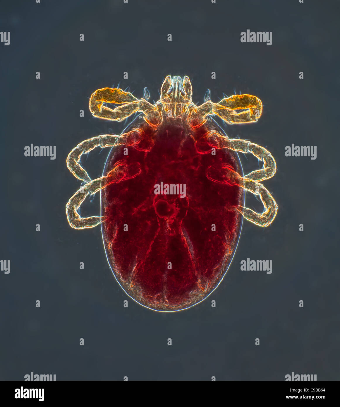 L'hôte de la souris femelle Dermacentor variabilis parasite des larves d'acariens, darkfield photomicrographie Banque D'Images