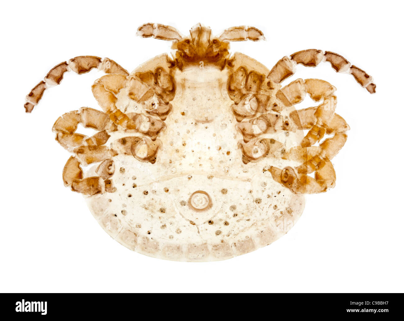 Tique parasite Ecto à partir de la peau d'un lézard, fond clair photomicrographie Banque D'Images