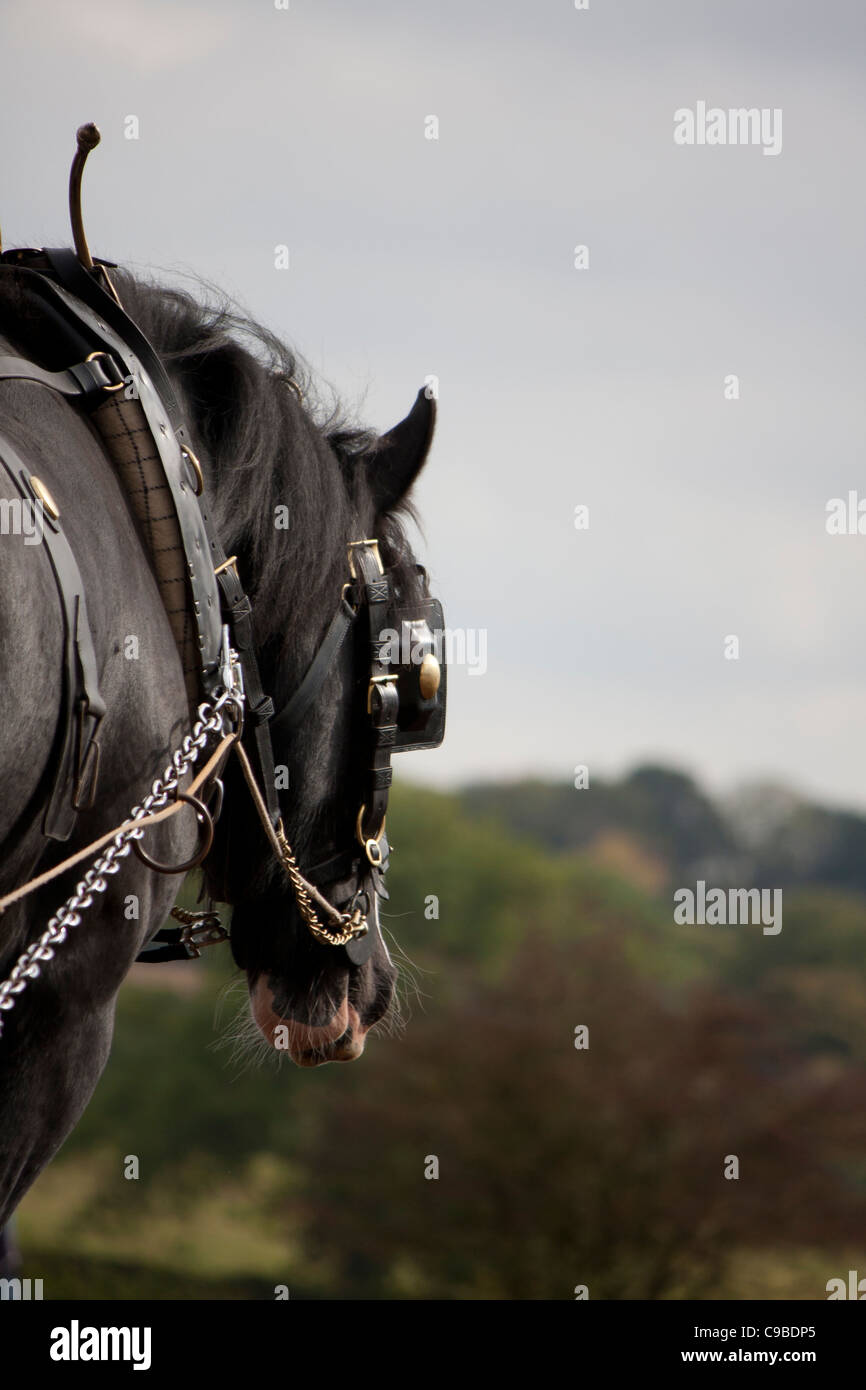 Shire Horse à la campagne avec le cuir et laiton faisceau, y compris des oeillères. Banque D'Images