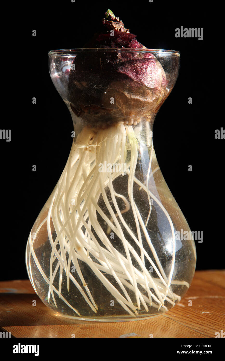 Scille bulbiculture in jar Banque D'Images