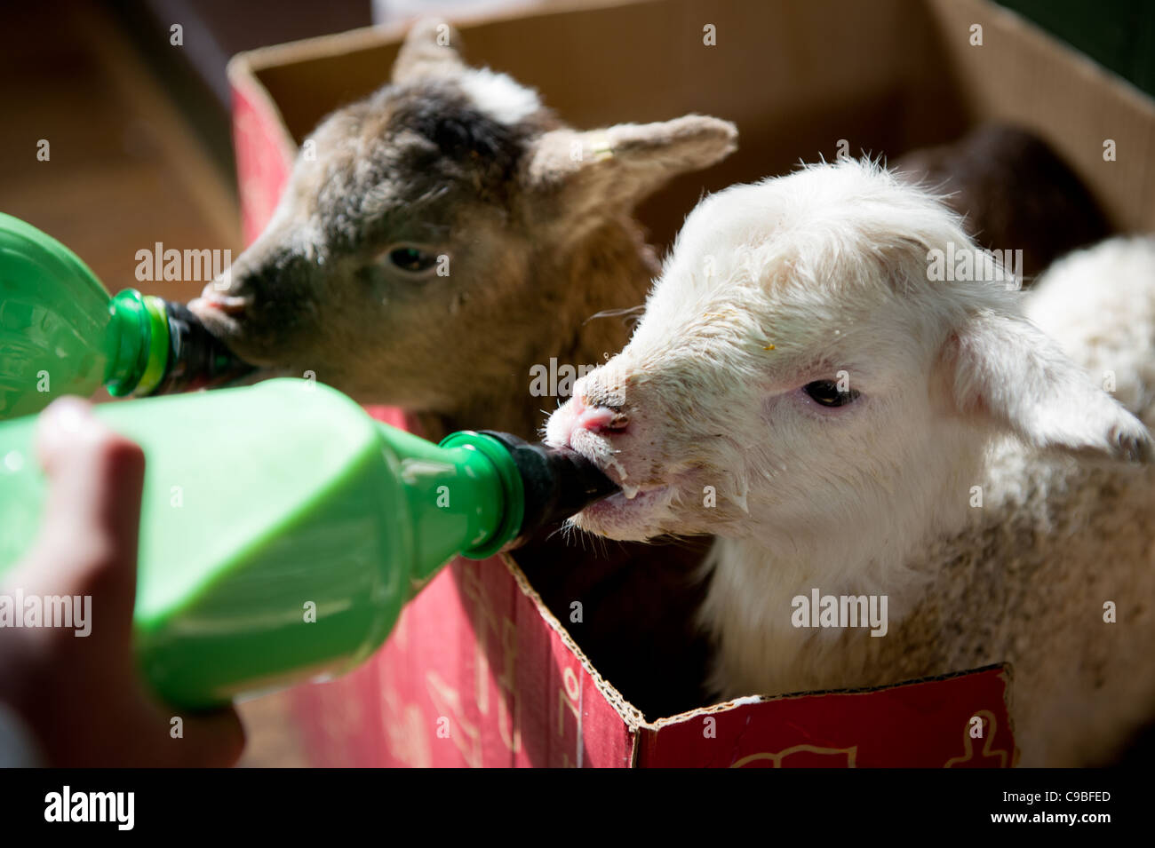 Les agneaux sont nourris de bouteille Banque D'Images