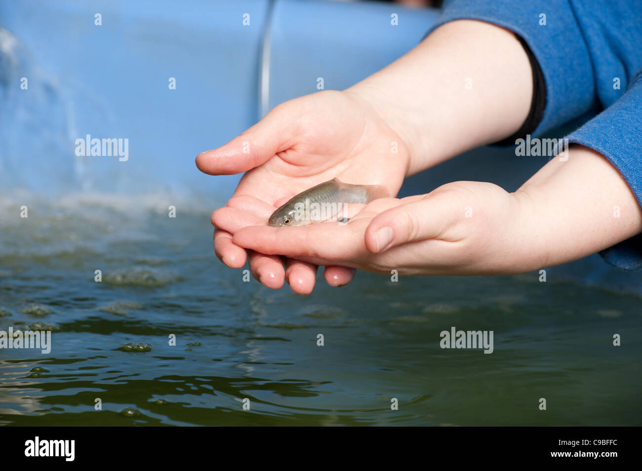 Scientist holding un poisson et à la recherche dans un laboratoire de l'aquaculture à l'Université d'État du Delaware Banque D'Images