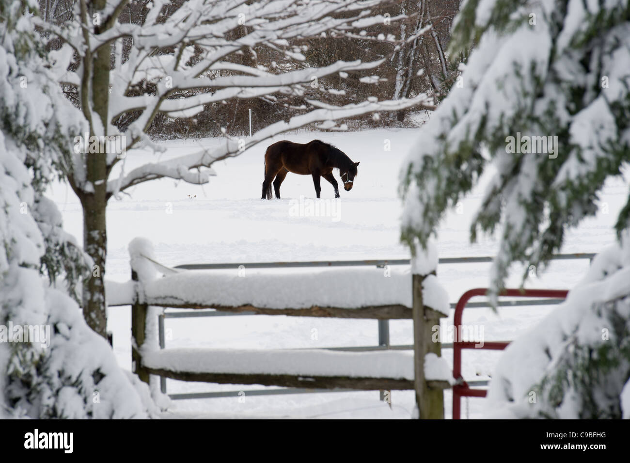 Balades à cheval dans la neige champs couvert dans une ferme Banque D'Images