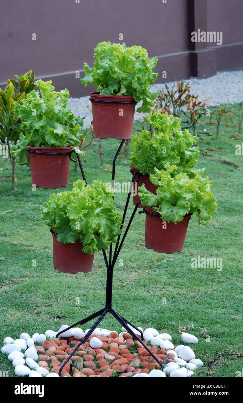 Salade de laitue dans des pots sur le stand dans le jardin d'accueil Banque D'Images