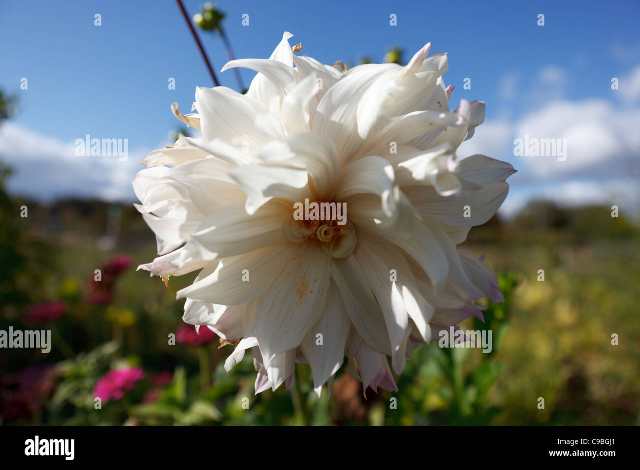 Fleur dahlia blanc Banque D'Images