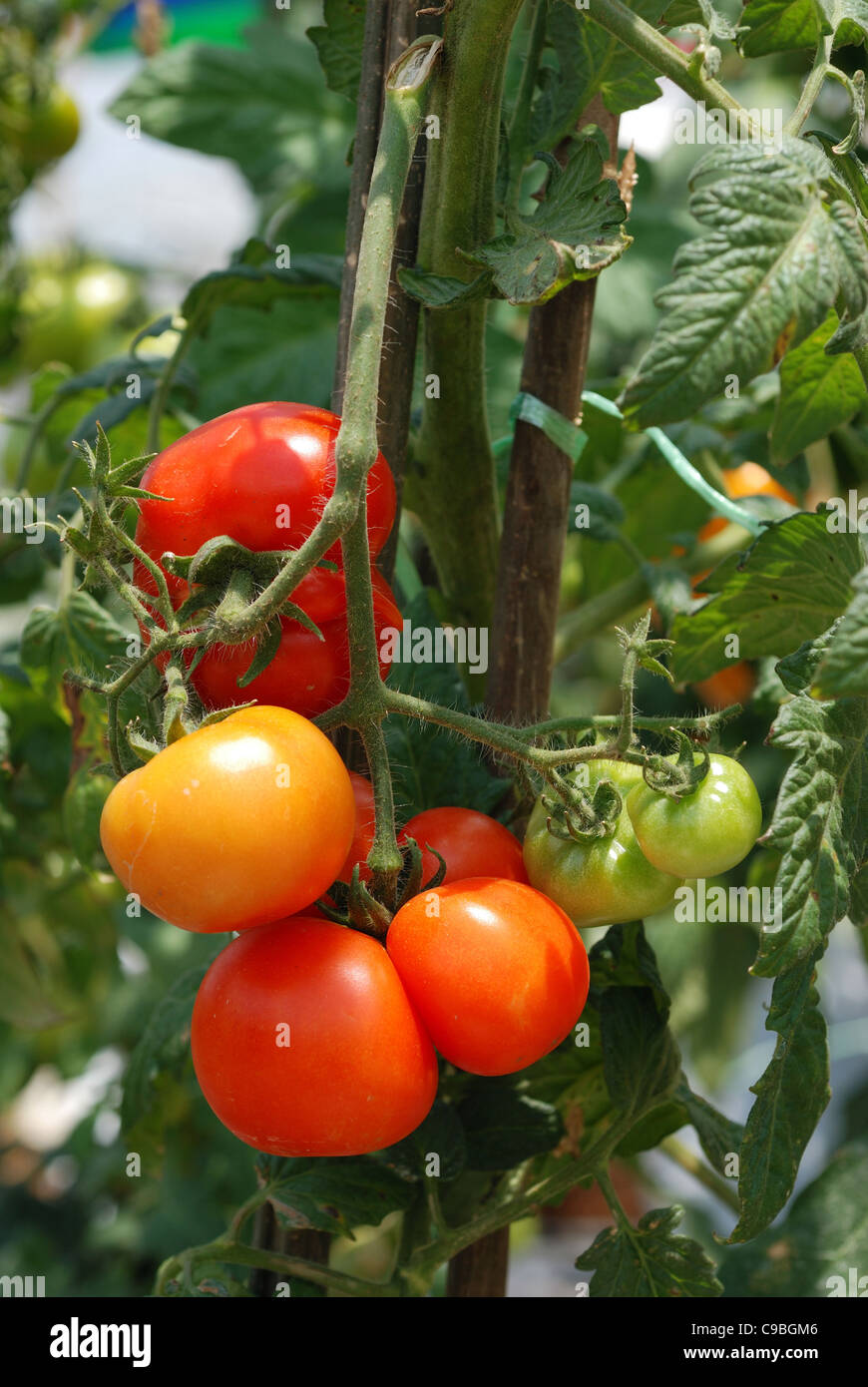 Les tomates de plante dans le jardin d'accueil Banque D'Images