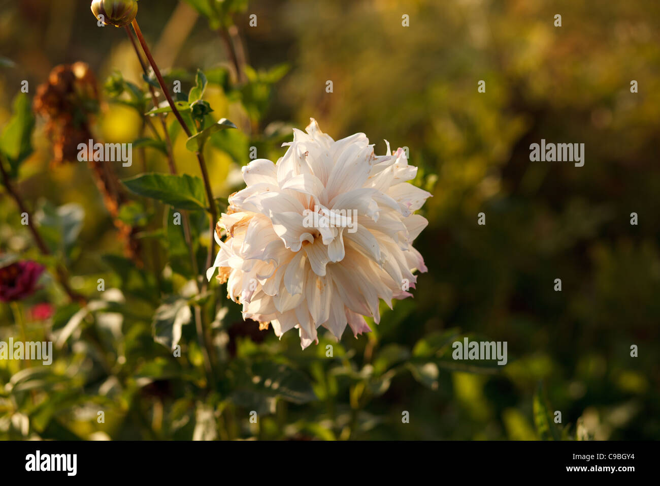 Fleur dahlia blanc Banque D'Images
