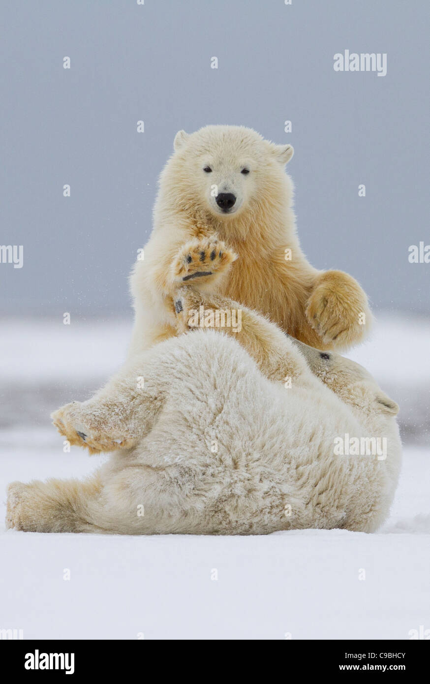 Deux oursons polaires (Ursus maritimus) joyeusement les combats dans la neige sur une plage à Kaktovik, l'île Barter en Alaska en Octobre Banque D'Images