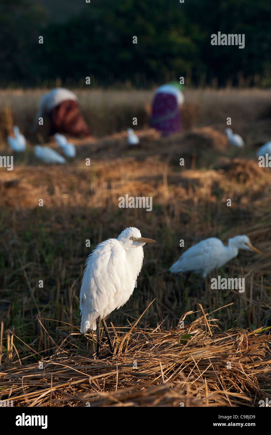 Bubulcus ibis . Héron garde-boeuf après la récolte de riz dans la campagne indienne. L'Andhra Pradesh, Inde Banque D'Images