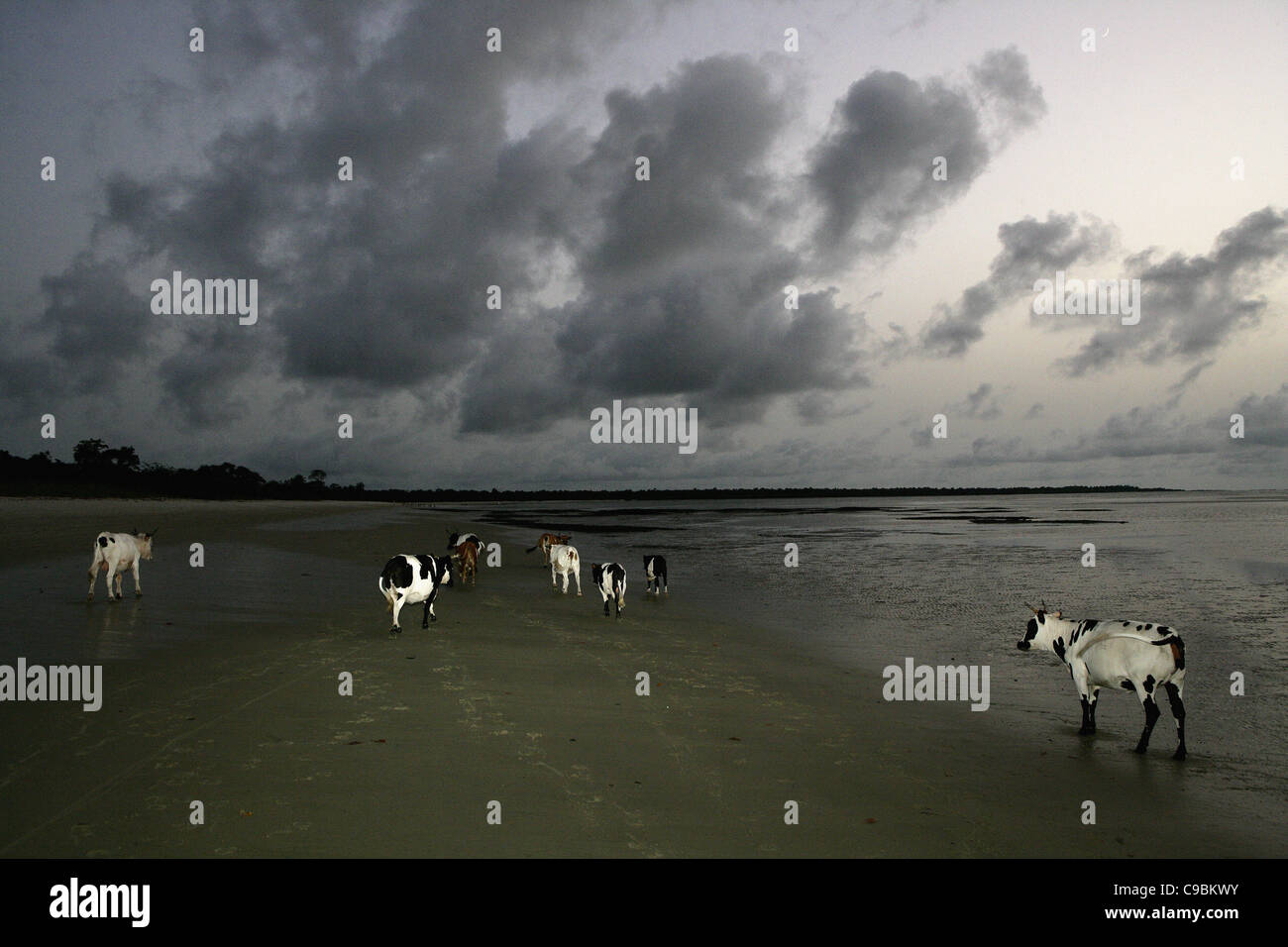 L'Afrique, la Guinée-Bissau, le bétail sur la plage au coucher du soleil Banque D'Images