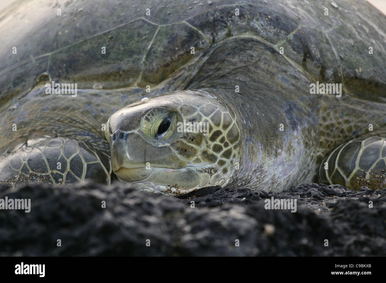 L'Afrique, la Guinée-Bissau, la tortue de mer verte sur la pierre, Close up Banque D'Images