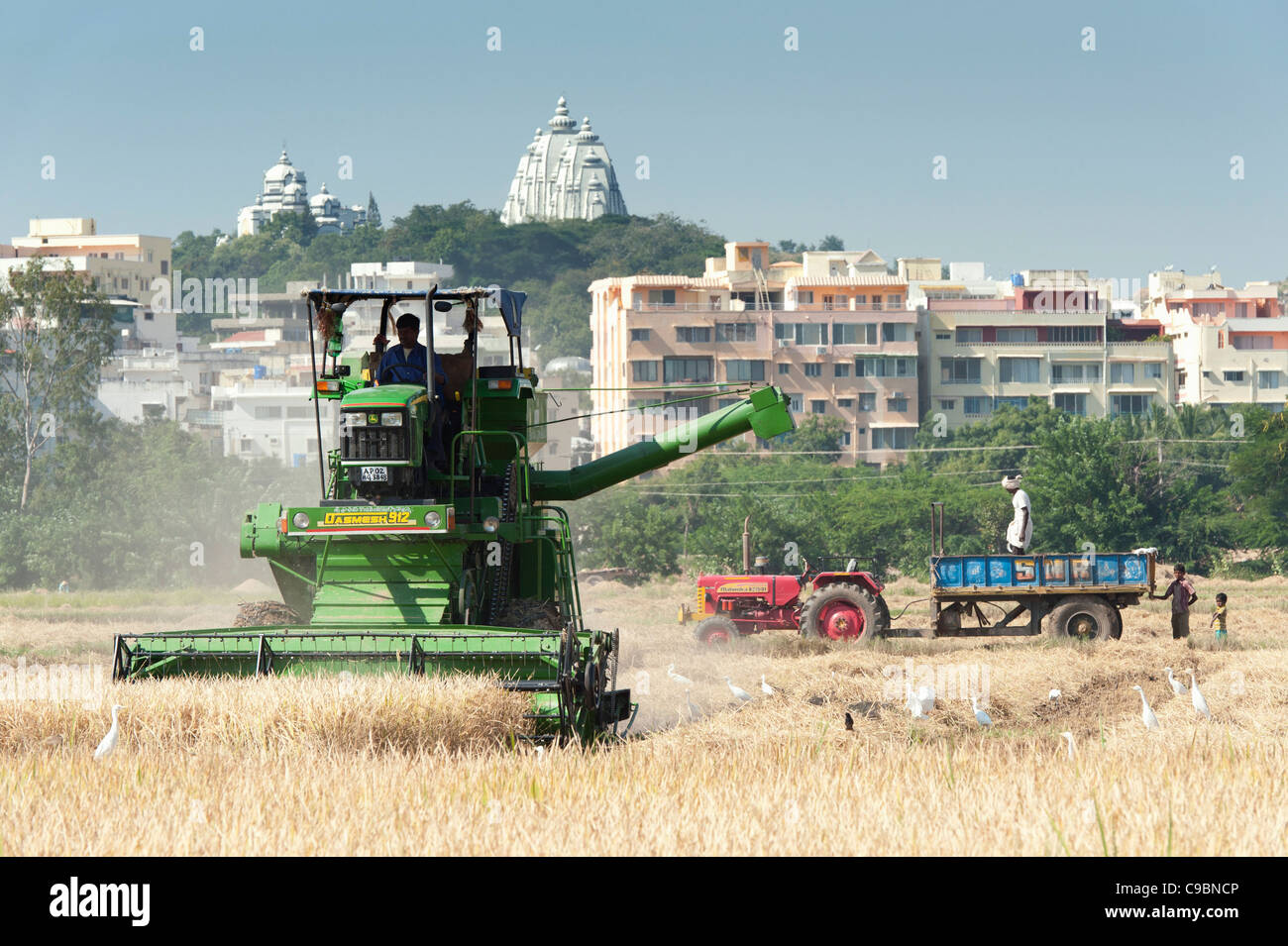 Moissonneuse-batteuse de la récolte du riz indien culture. Puttaparthi, Andhra Pradesh, Inde Banque D'Images