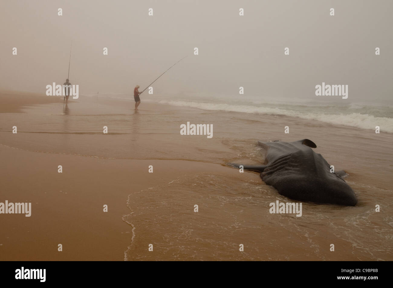 Dead whaleshark maitlands PE Banque D'Images