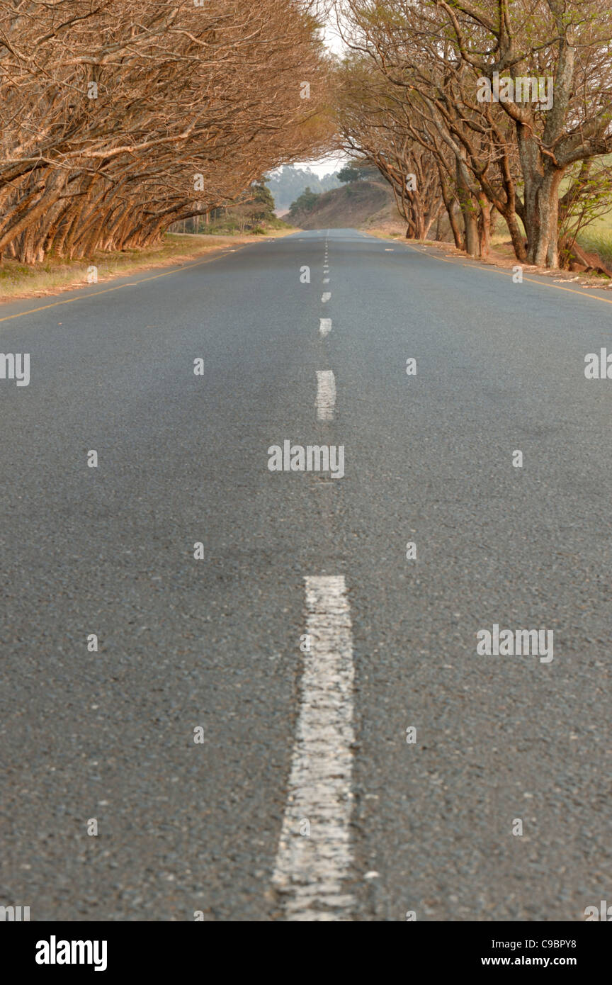 Route asphaltée menant à la distance grâce à l'avenue des arbres nus, Stanger, Kwazulu-Natal, Afrique du Sud Banque D'Images