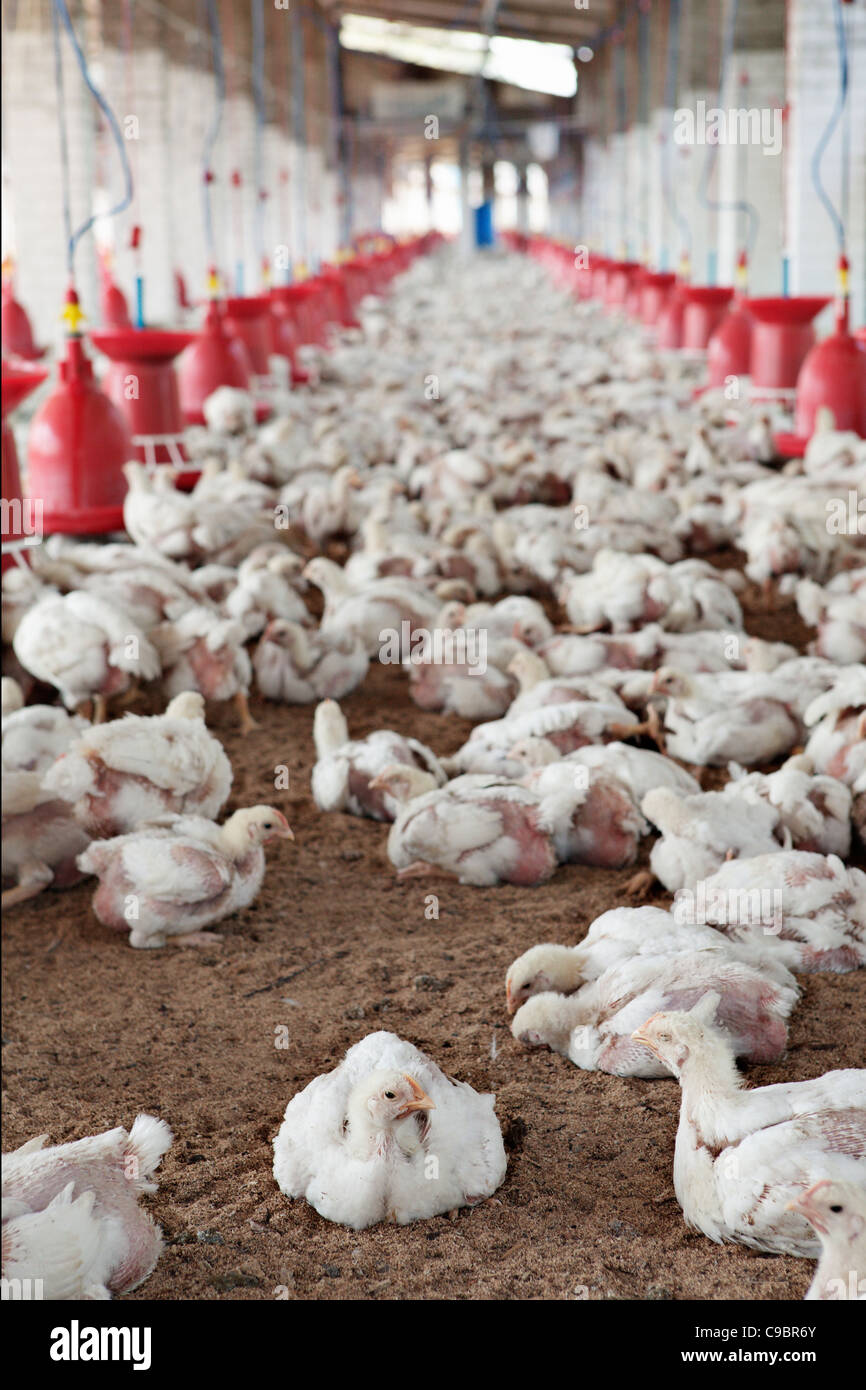 Ferme d'élevage de poulets dans le Gujarat, en Inde. Banque D'Images