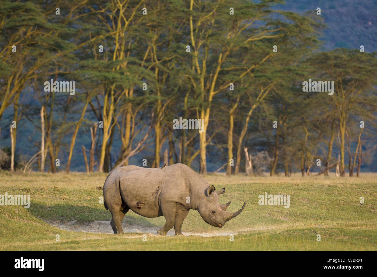 Le rhinocéros noir (Diceros bicornis michaeli) sous-espèces de l'Afrique de l'Est, Parc national du lac Nakuru, Kenya Banque D'Images