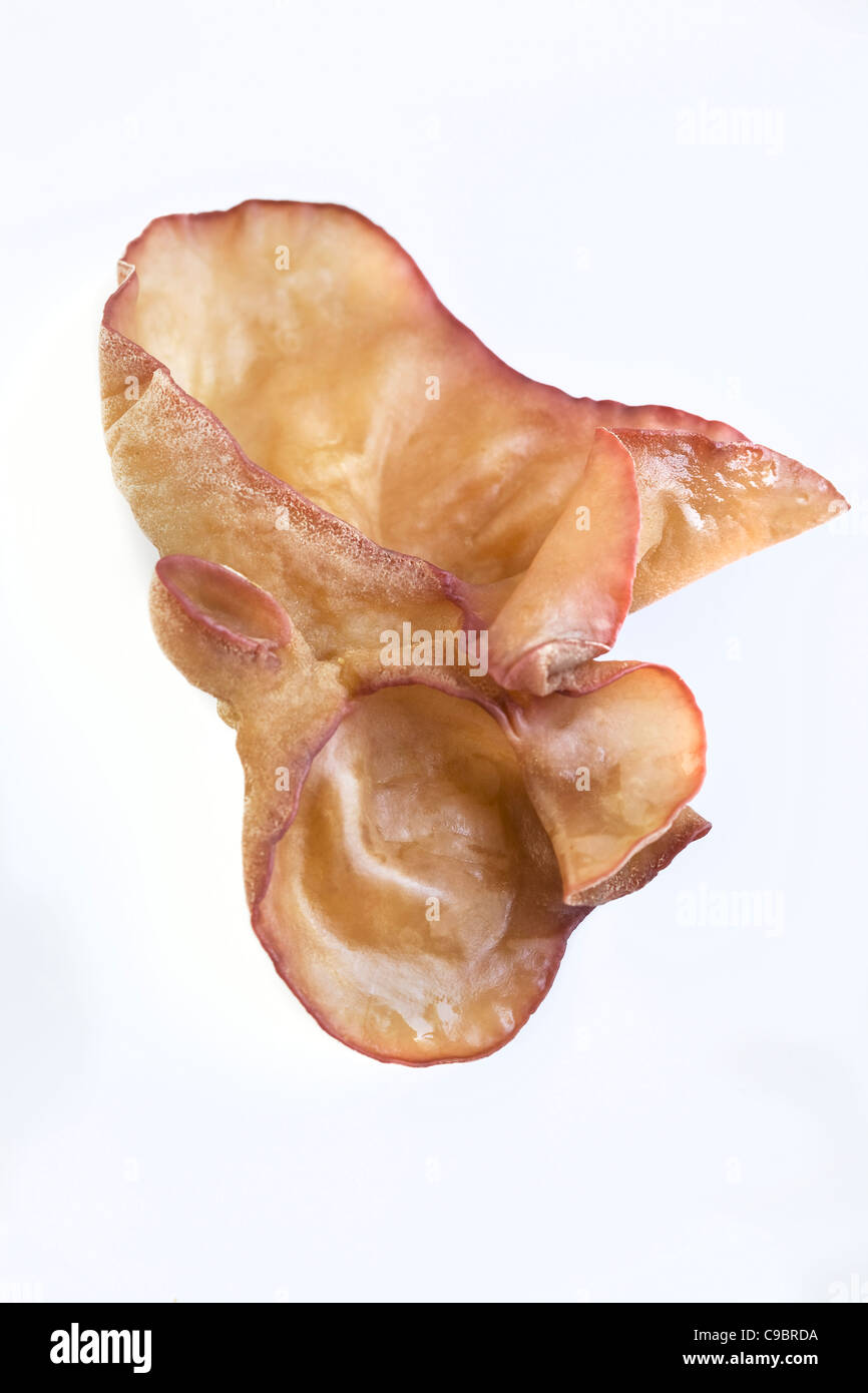 Wood Ear Mushroom sur fond blanc - un exemple de la nourriture étrange ou bizarre mangée par les gens du monde entier Banque D'Images