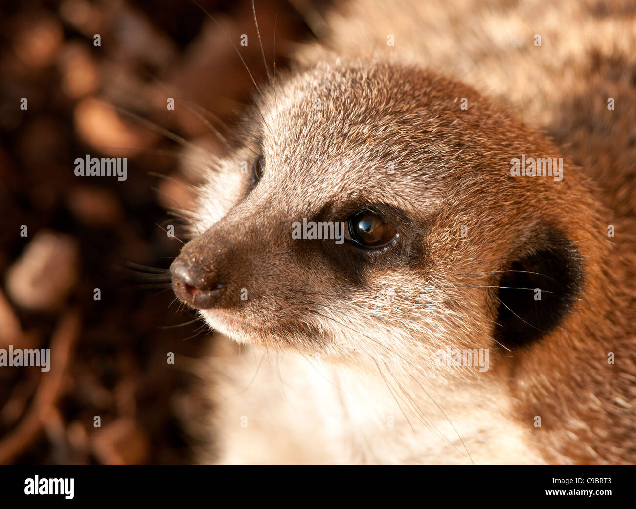 Meerkat (close-up) Banque D'Images