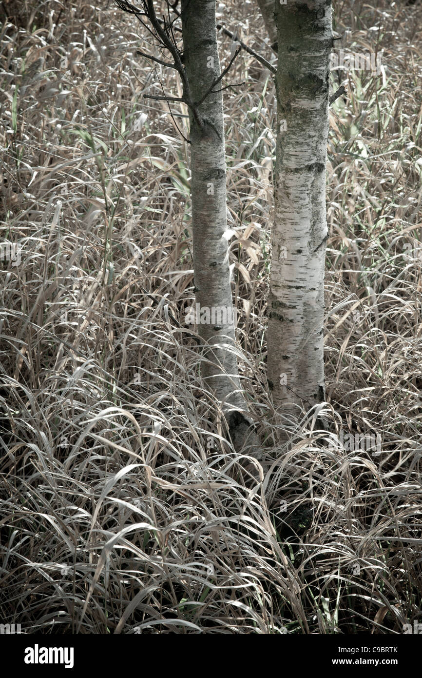 Silver Birch Tree Banque D'Images