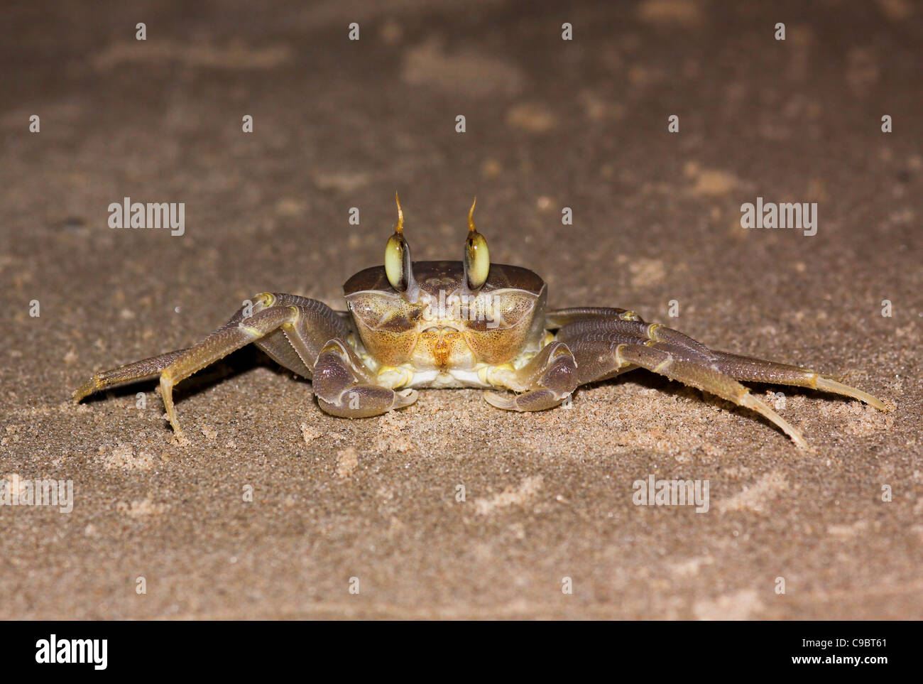 Le crabe fantôme Ocypode touffetée (curseur) sur le sable. Banque D'Images