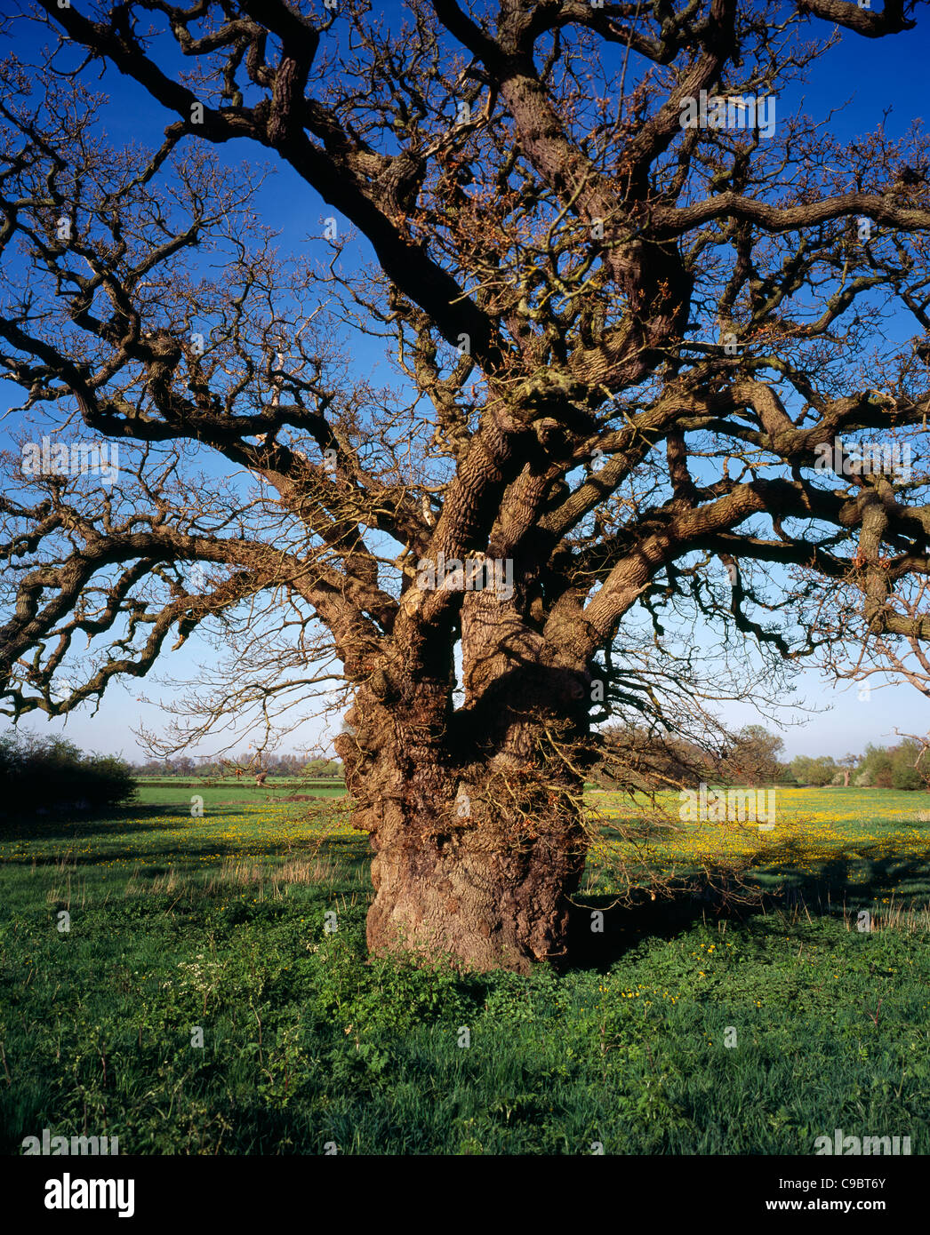 L'Angleterre, Gloucestershire, arbres, anglais, Quercus robur. Single, vieil arbre avec branches torsadées Banque D'Images