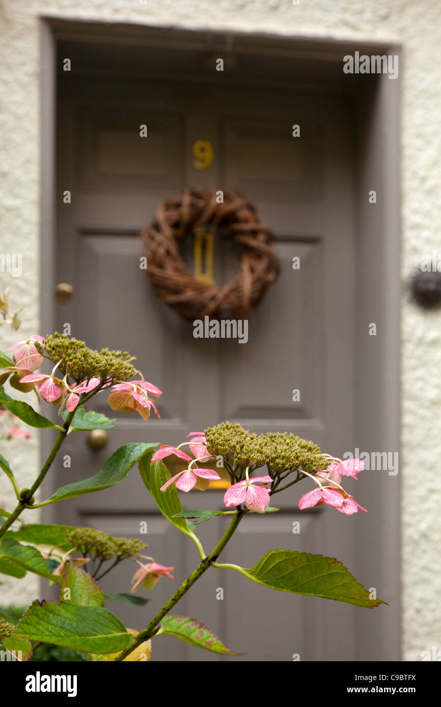 Porte avant de cottage anglais avec de la Couronne en osier et de close-up de l'hydrangea plante, Angleterre Banque D'Images