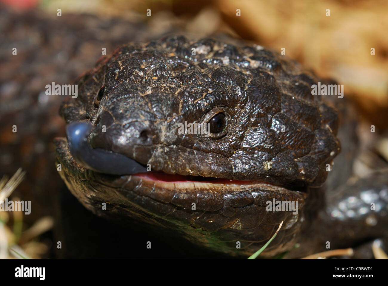 Shingleback langue bleue Trachydosaurus rugosus Banque D'Images
