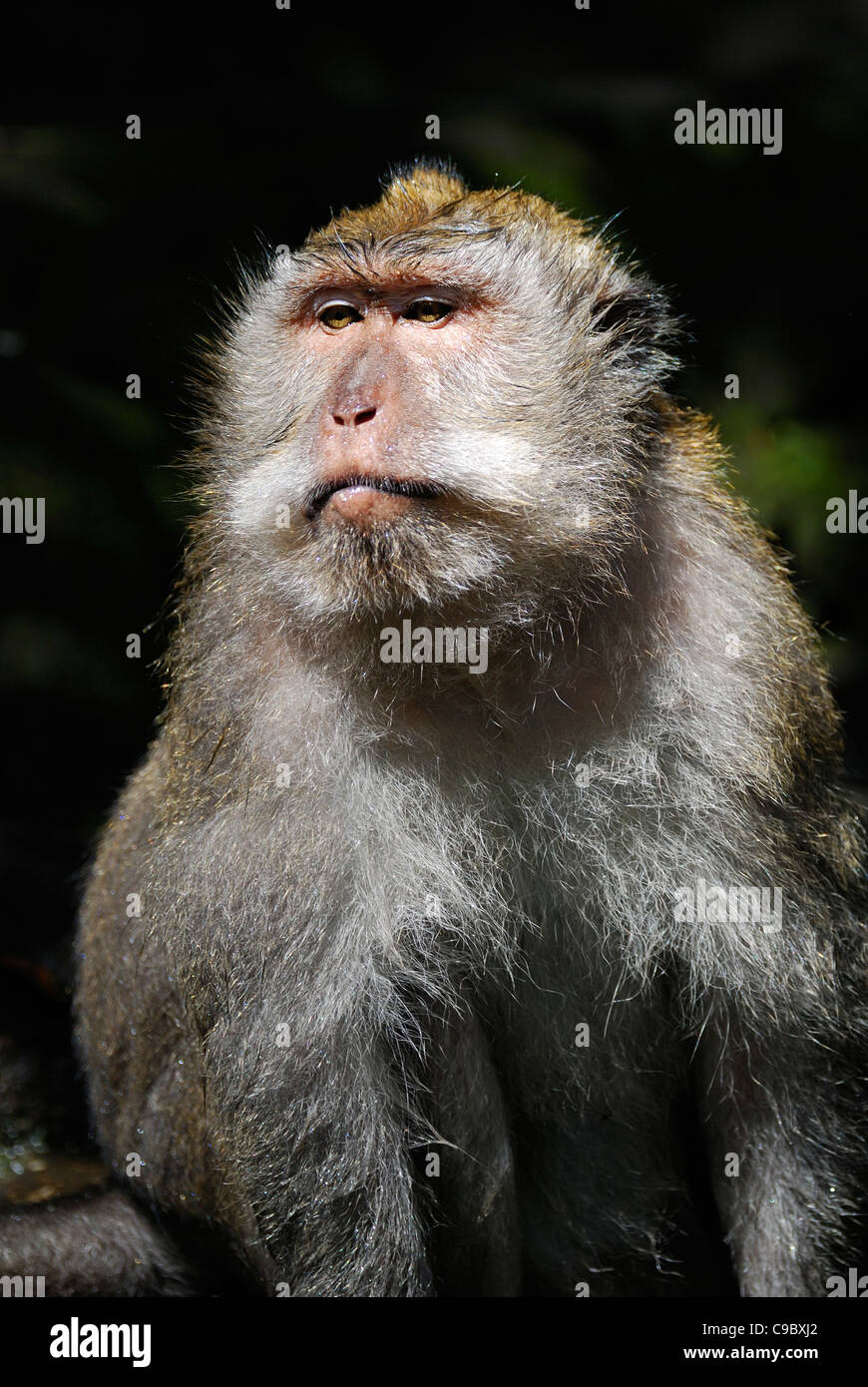 Mâle macaque à longue queue Macaca fascicularis Ubud Bali Banque D'Images