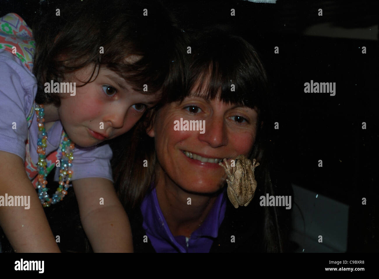 Peron's Tree Frog Litoria peronii sur la fenêtre en cours de Banque D'Images