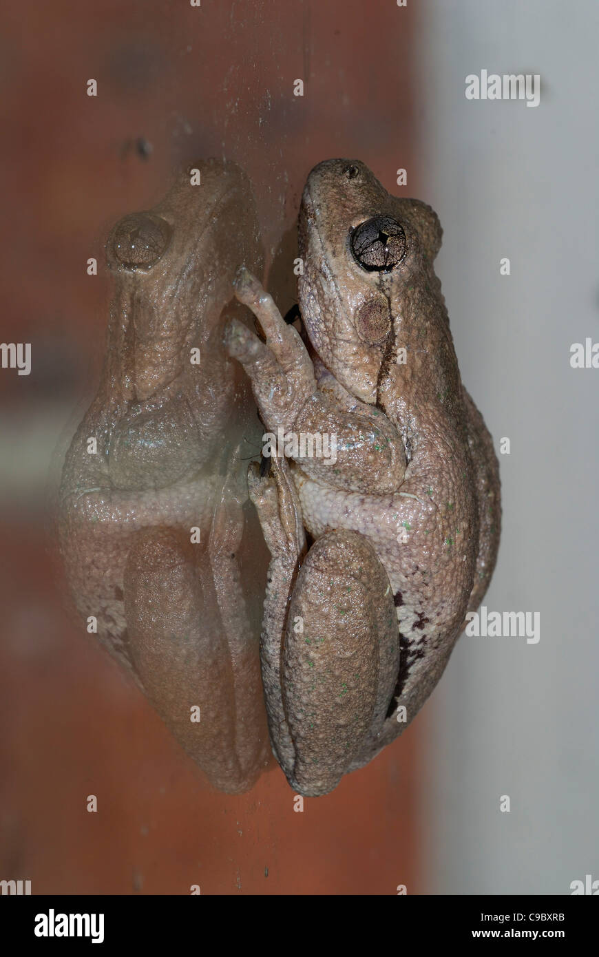 Peron's Tree Frog Litoria peronii sur windowTilba EN IN Banque D'Images