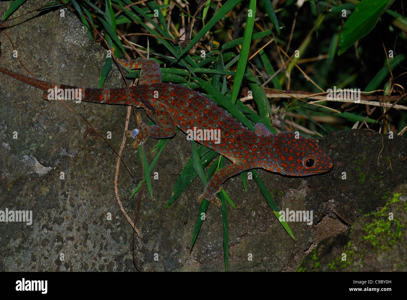 Gecko Tokay Gekko gecko Ubud Bali Indonésie Banque D'Images