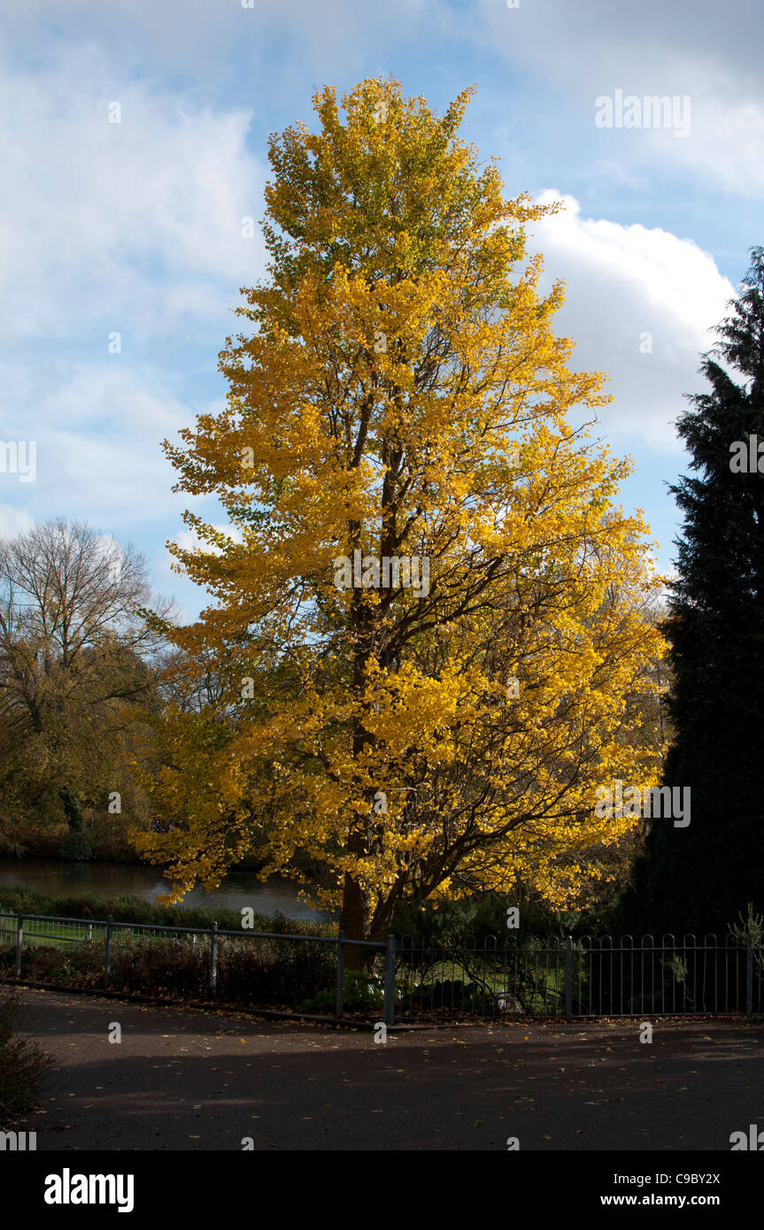 Arbre de ginkgo en automne, Jephson Gardens, Leamington Spa, Angleterre, RU Banque D'Images