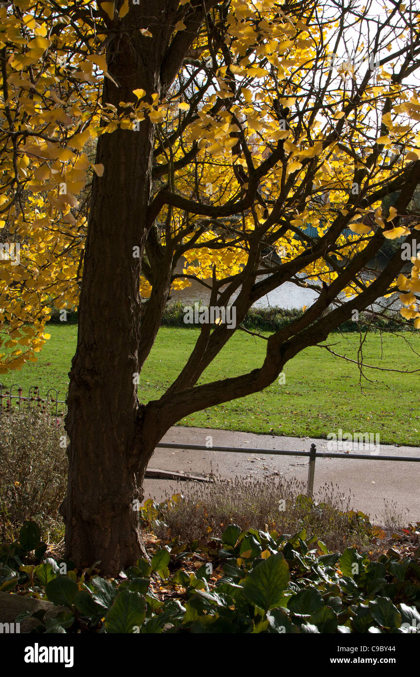 Arbre de ginkgo en automne, Jephson Gardens, Leamington Spa, Angleterre, RU Banque D'Images