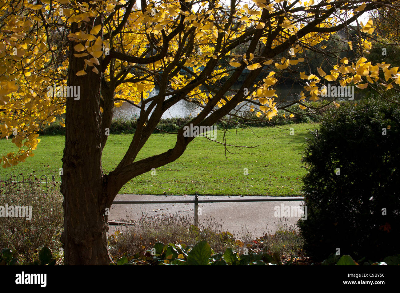 Arbre de ginkgo en automne, Jephson Gardens, Leamington Spa, Angleterre, RU Banque D'Images