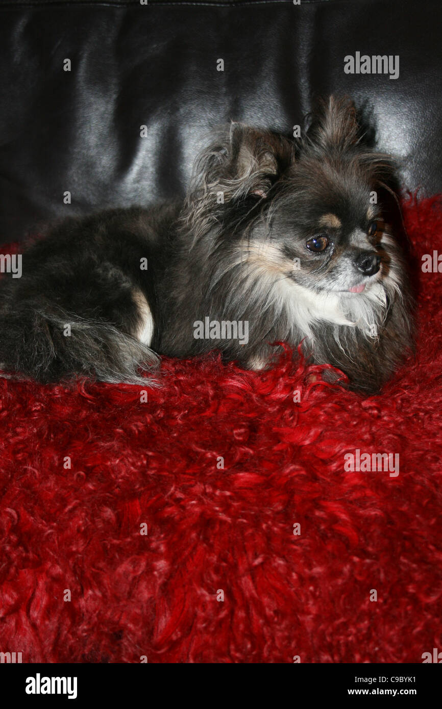 Brun foncé et brun avec une bavette blanche chien mexicain de Chihuahua ou reposant sur un coussin rouge sur noir canapé. Banque D'Images