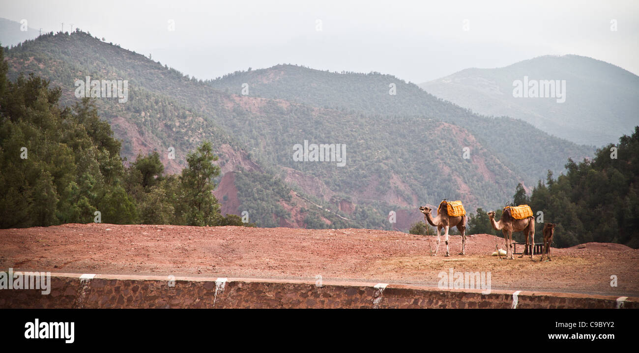 Deux chameaux attendent pour ramasser leurs coureurs sur un voyage autour de l'Atlas au Maroc Banque D'Images