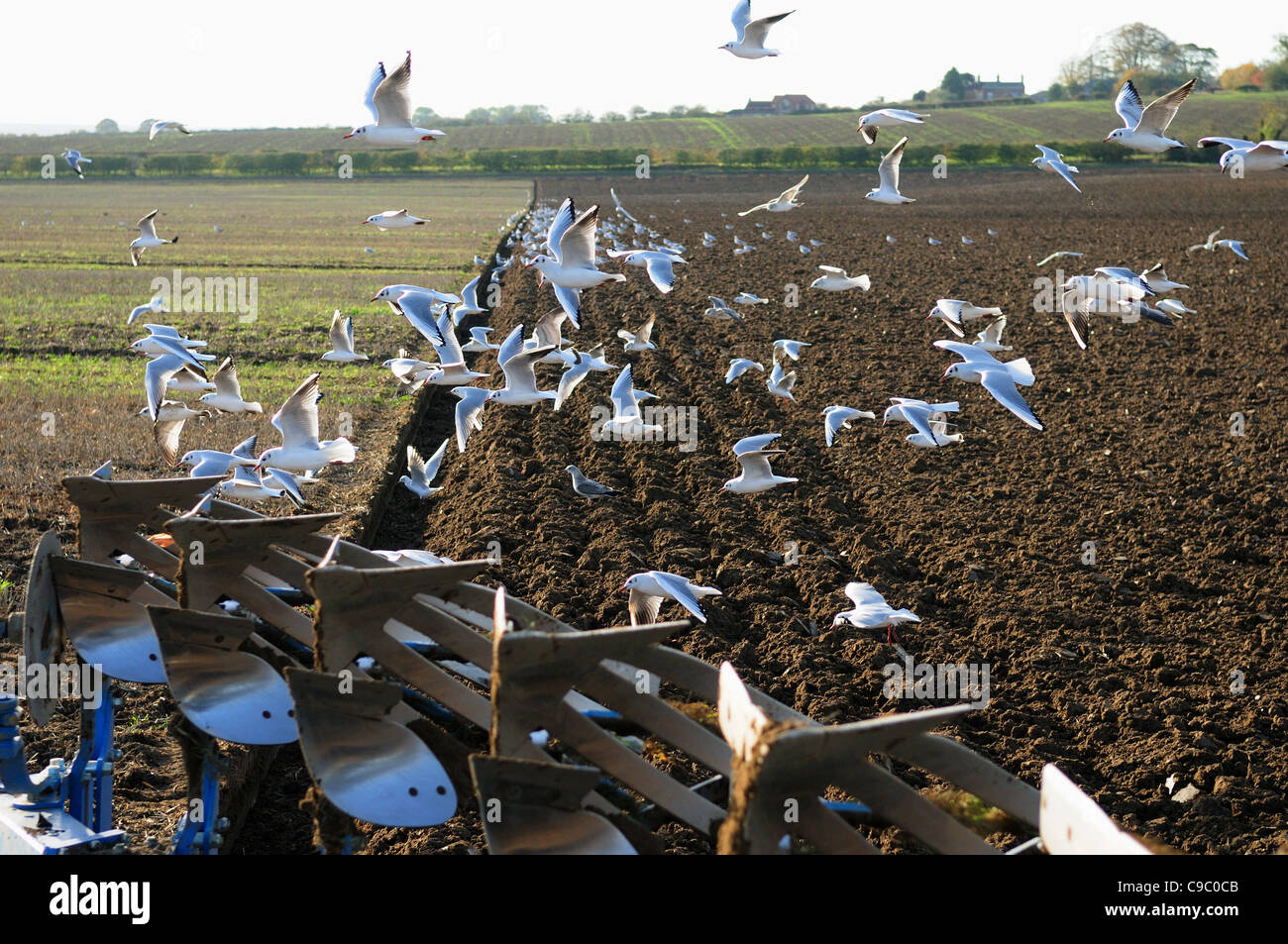 Les labours et les Goélands Lincolnshire Wolds Agriculture. Banque D'Images