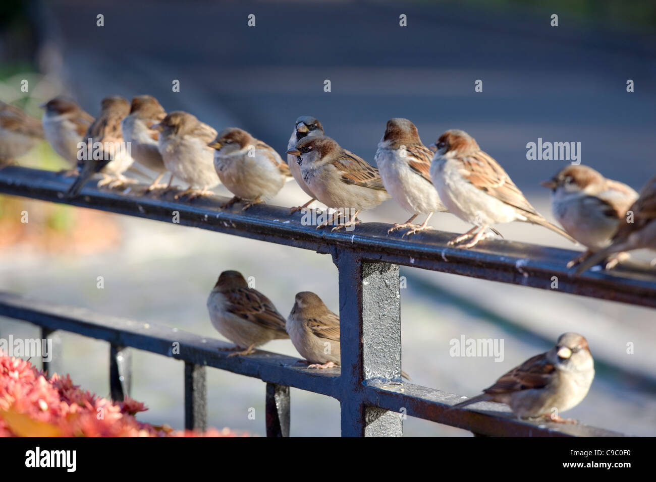 Moineau domestique (Passer domesticus domesticus), groupe d'hommes et de femmes Banque D'Images