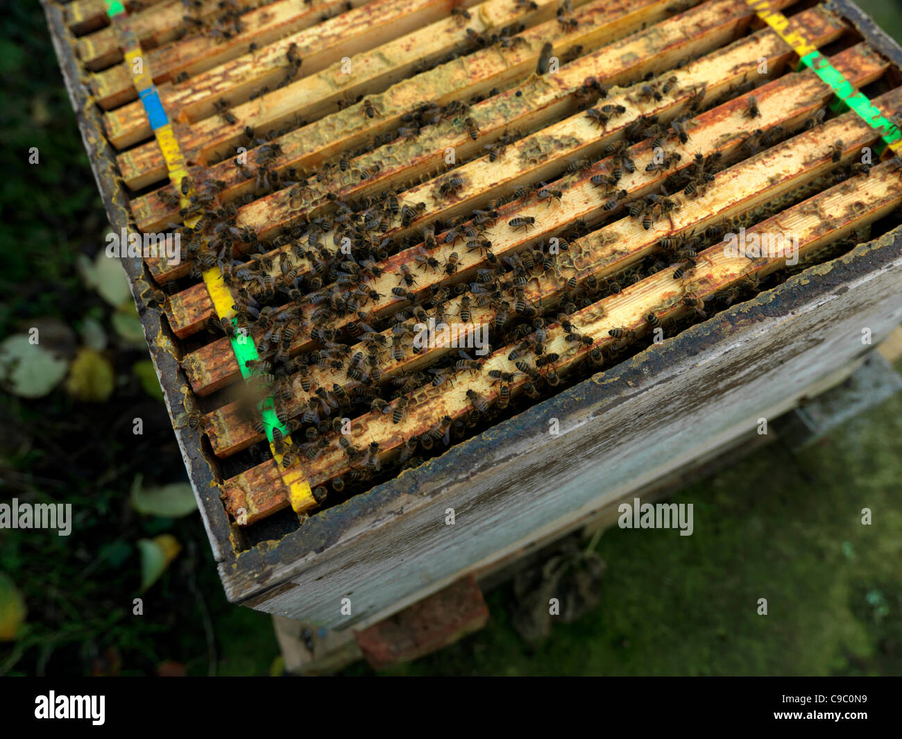 Le temps doux menace les abeilles Englands toujours actif en novembre. Une ruche forte dépend habituellement pas trop mal par le varroa mais lorsque les ruches en vue de réduire la population de l'hiver ou par une mauvaise fin d'automne, l'approvisionnement alimentaire le varroa peut submerger une ruche. Le plus dangero Banque D'Images
