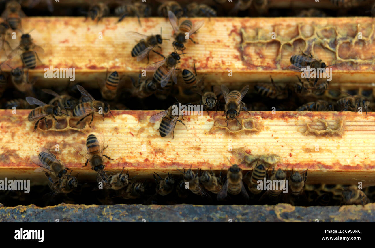 Le temps doux menace les abeilles Englands toujours actif en novembre. Une ruche forte dépend habituellement pas trop mal par le varroa mais lorsque les ruches en vue de réduire la population de l'hiver ou par une mauvaise fin d'automne, l'approvisionnement alimentaire le varroa peut submerger une ruche. Banque D'Images