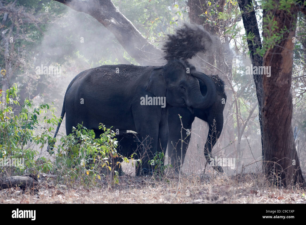 L'éléphant indien Elephas maximus Bandhavgarh Parc national de l'Inde Banque D'Images