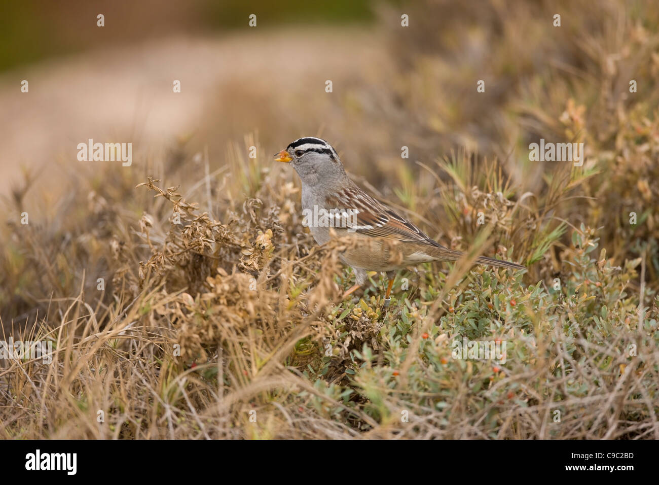 Bruant à couronne blanche (Zonotrichia leucophrys gambelii), sous-espèce de Gambel Banque D'Images