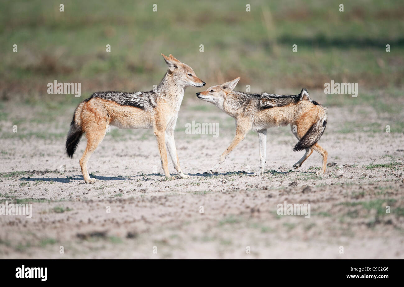 Accueil noir soutenu chacals Canis mesomelas Botswana Banque D'Images