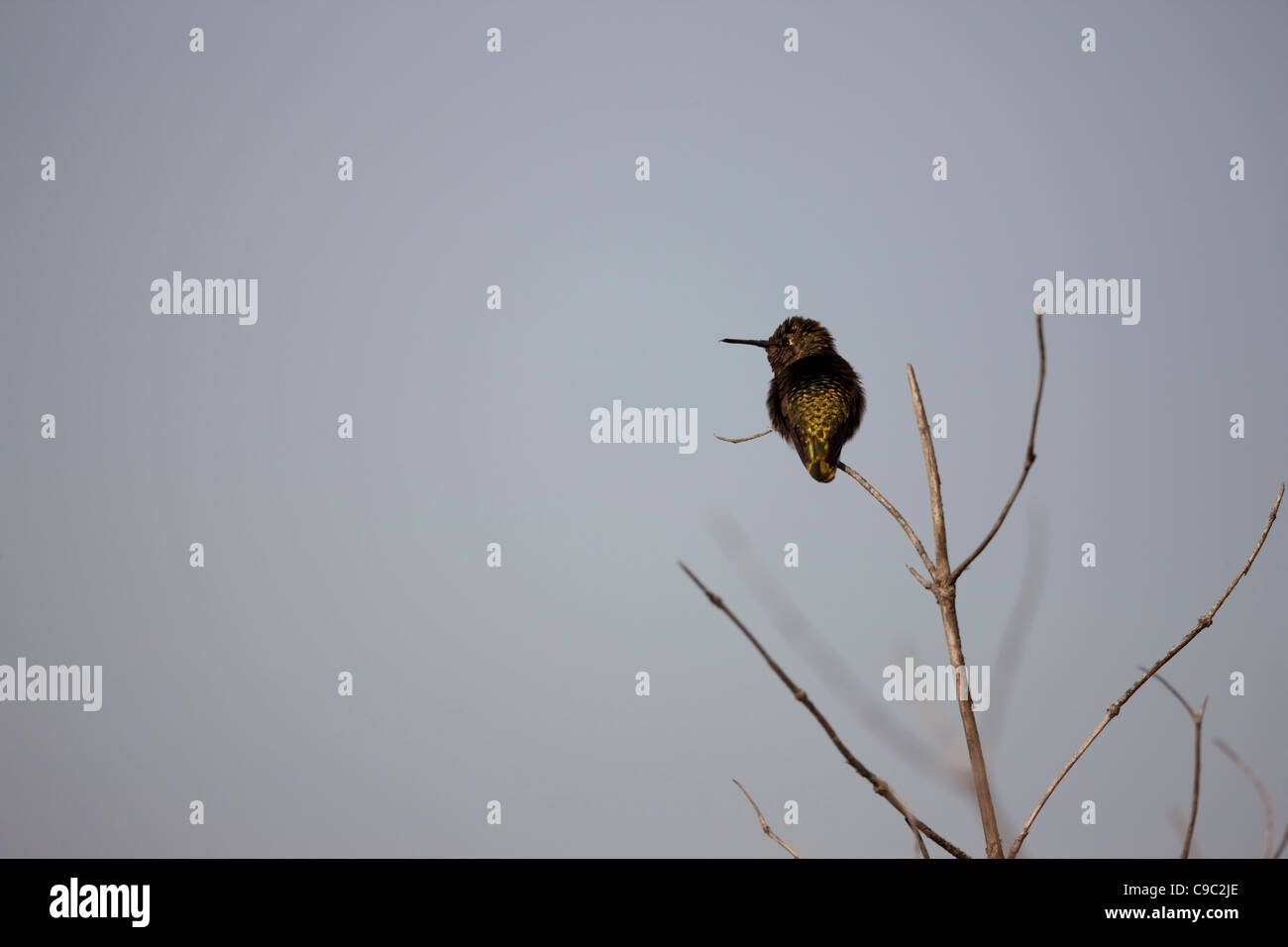 Anna's Hummingbird (Calypte anna), mâle immature. Banque D'Images
