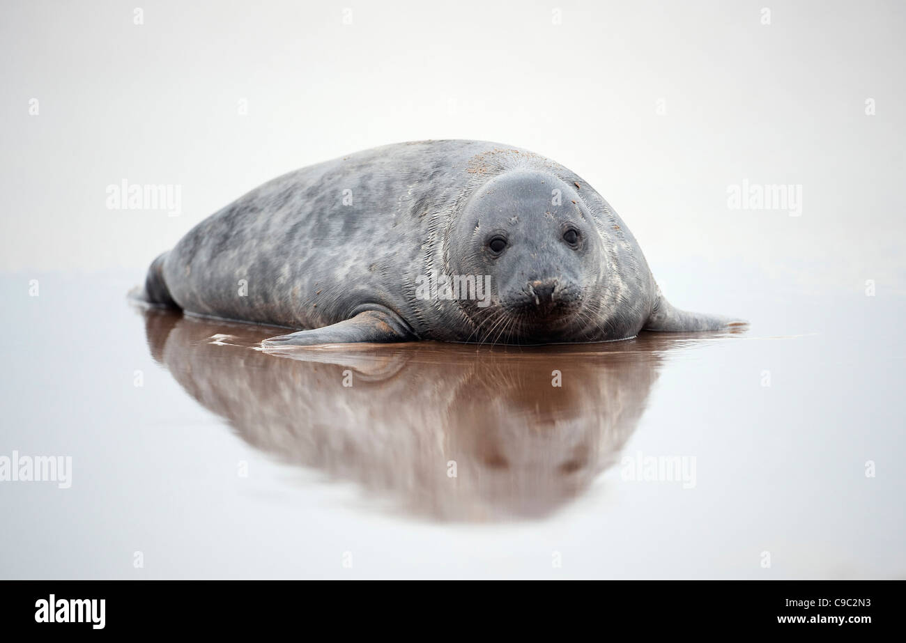 Bébé phoque gris Halichoerus grypus UK Banque D'Images