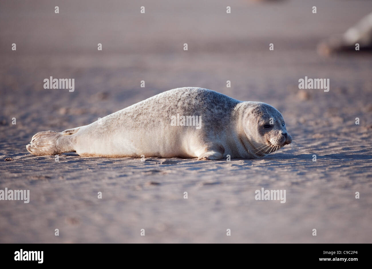 Bébé phoque gris Halichoerus grypus UK Banque D'Images