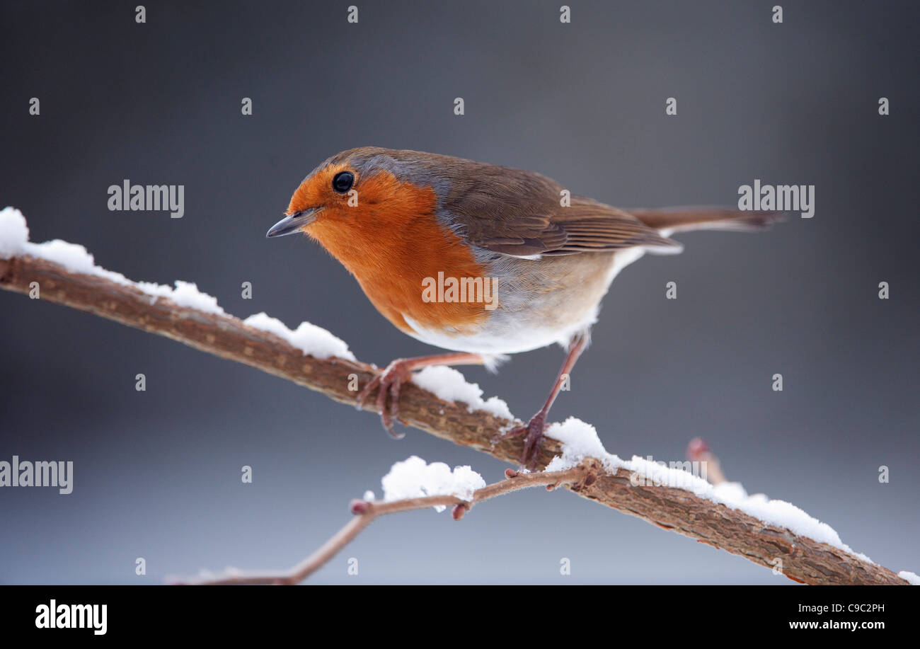 Robin neige Banque de photographies et d’images à haute résolution - Alamy